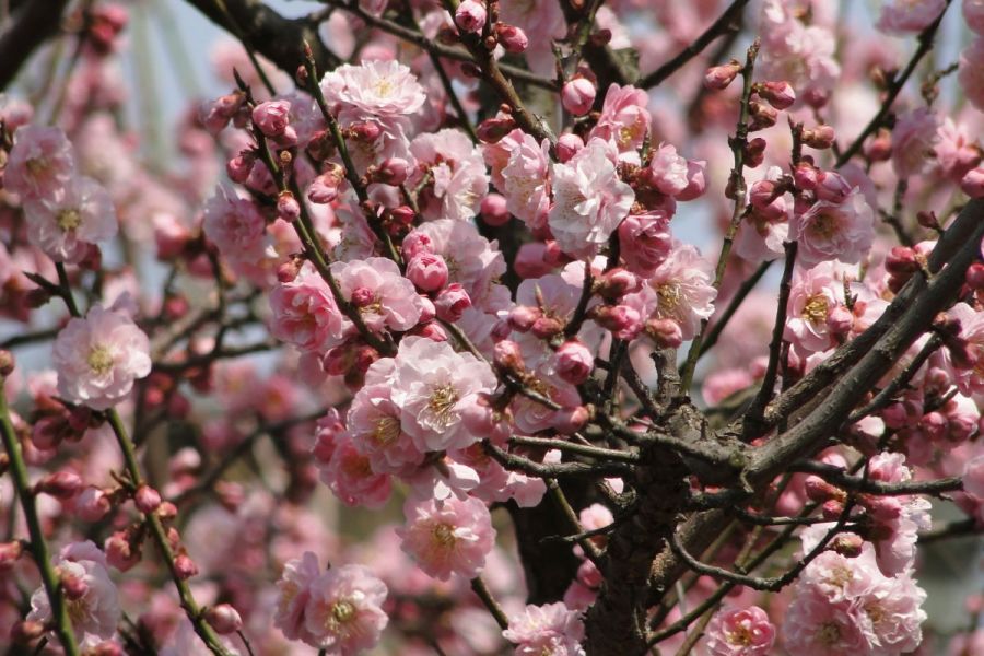 梅護寺の八房の梅