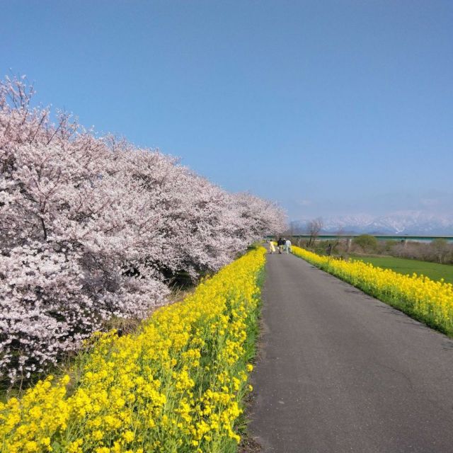 加治川桜まつり