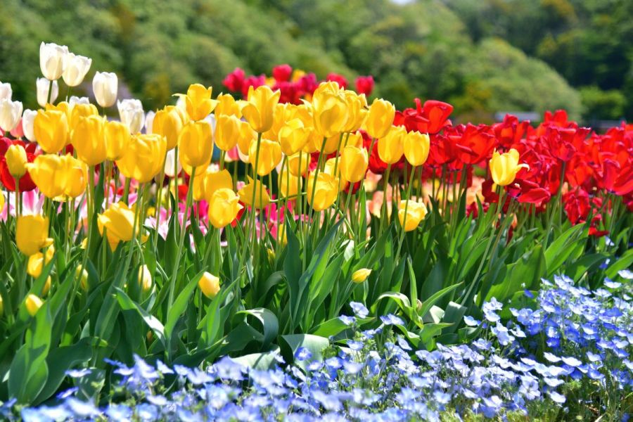 チューリップまつり