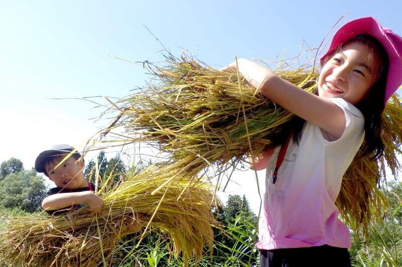 【親子で稲作体験！】 田っぽビオトープ大作戦