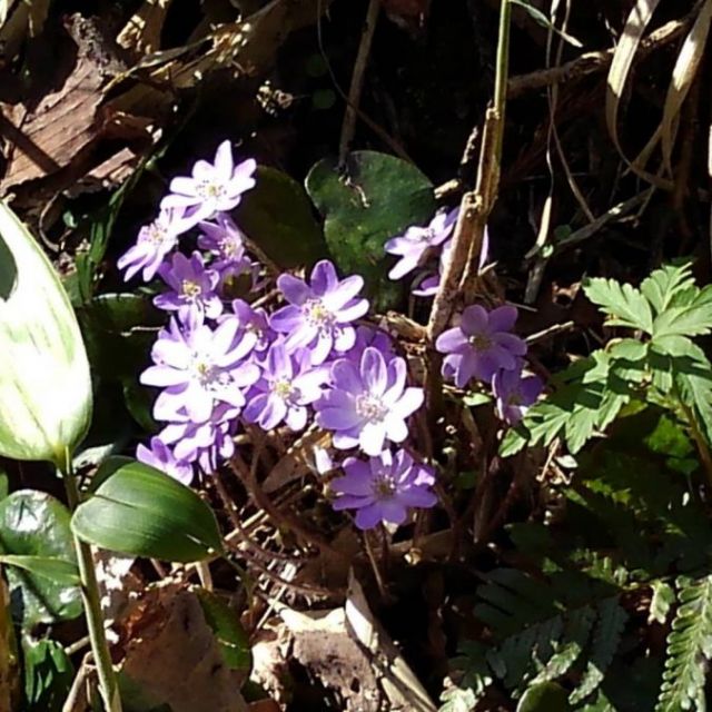 日蓮宗本山村田  法王山 妙法寺
