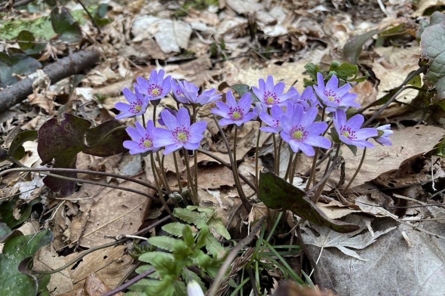 妙法寺　雪割草