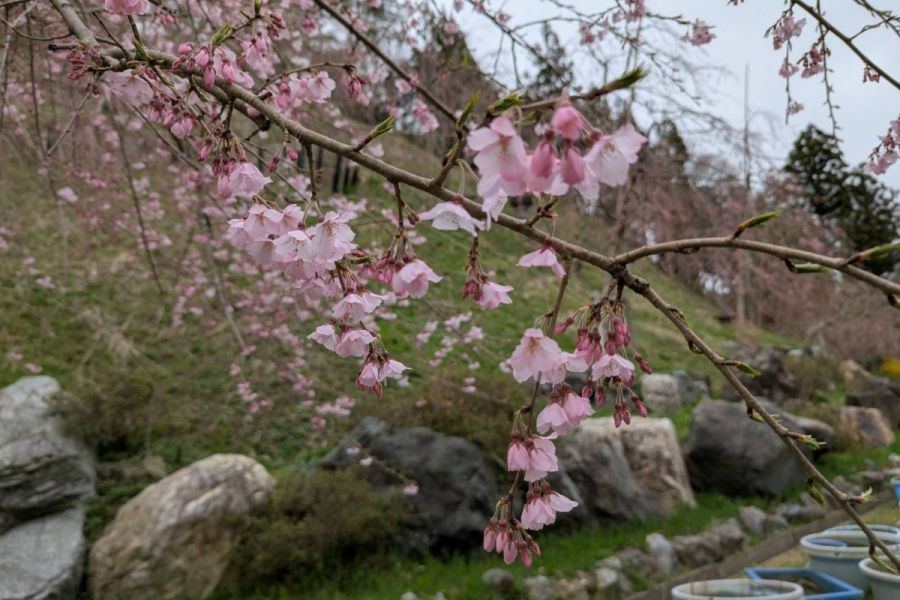 妙法寺　桜