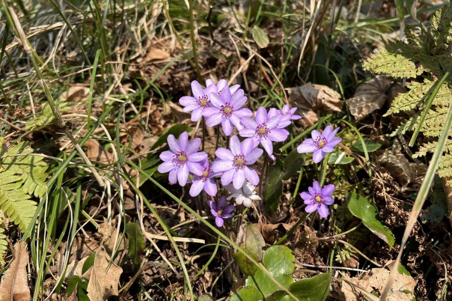 妙法寺　雪割草