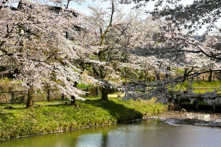 船岡公園の桜