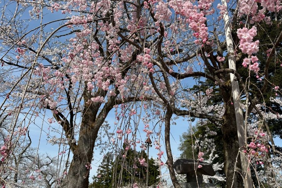 船岡公園の桜