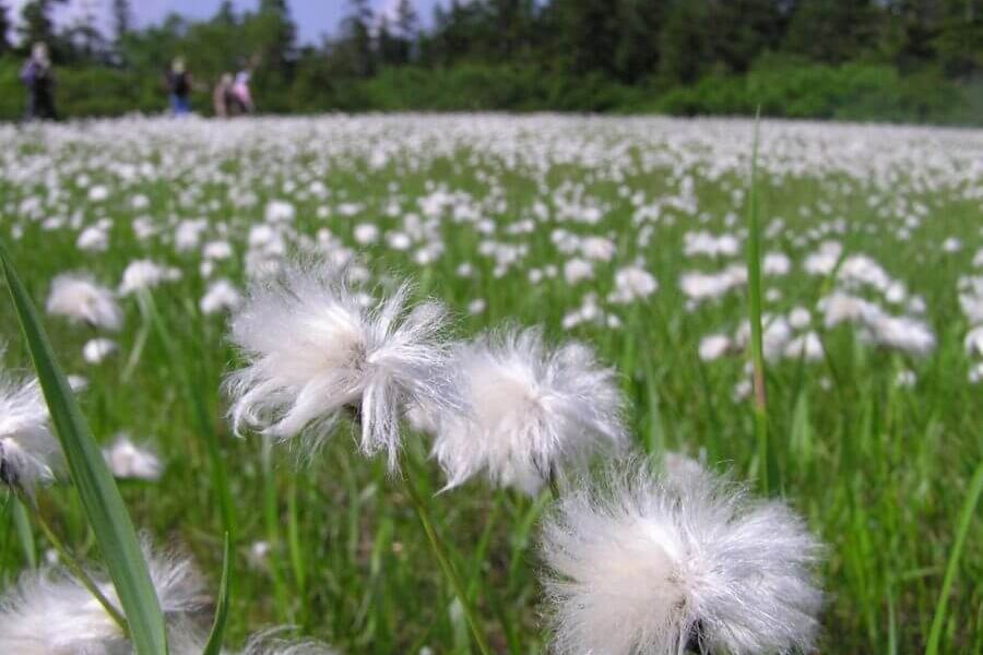 小松原湿原トレッキング