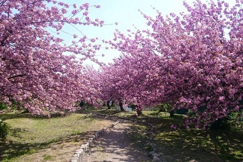 瓢湖水きん公園の八重桜