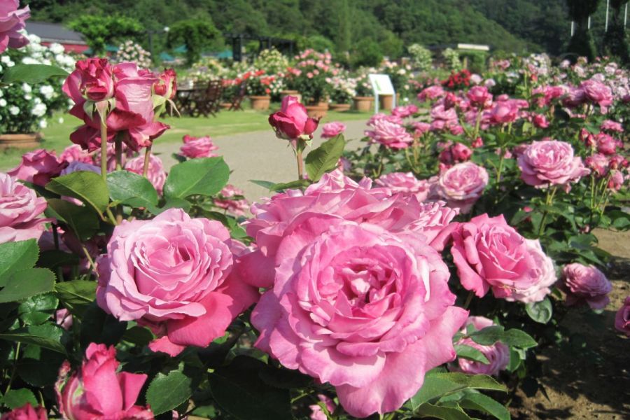 国営越後丘陵公園香りのばら園