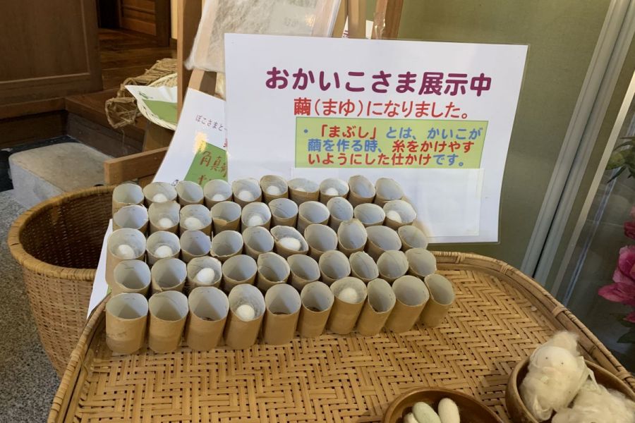 国営越後丘陵公園「ぼこさま特別展～カイコと養蚕～」
