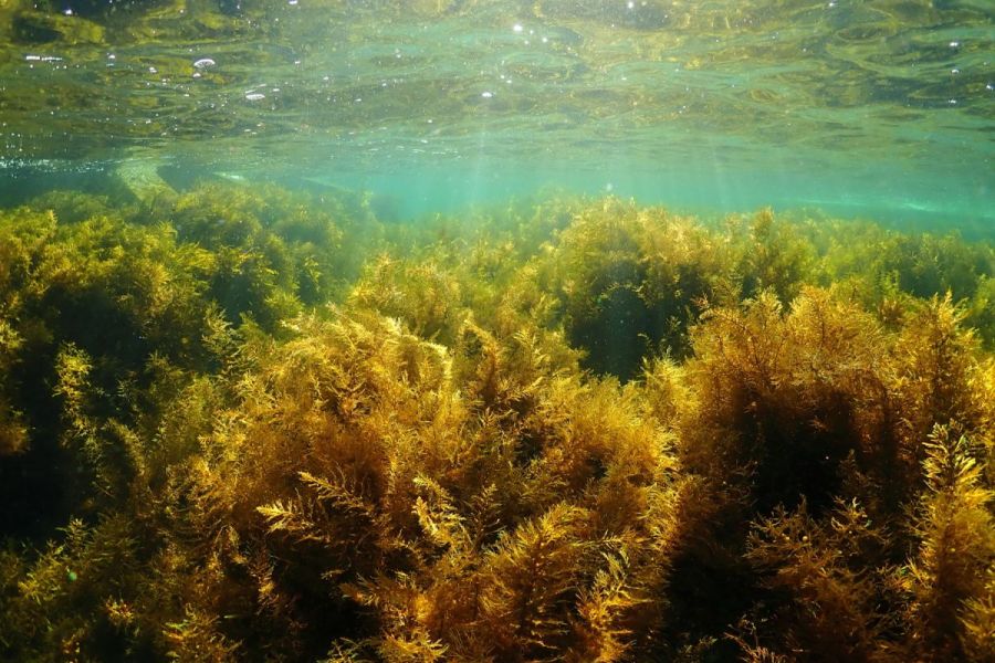 両津港から車で30分！虫崎ビーチで「スノーケリング」お気軽2時間コース
