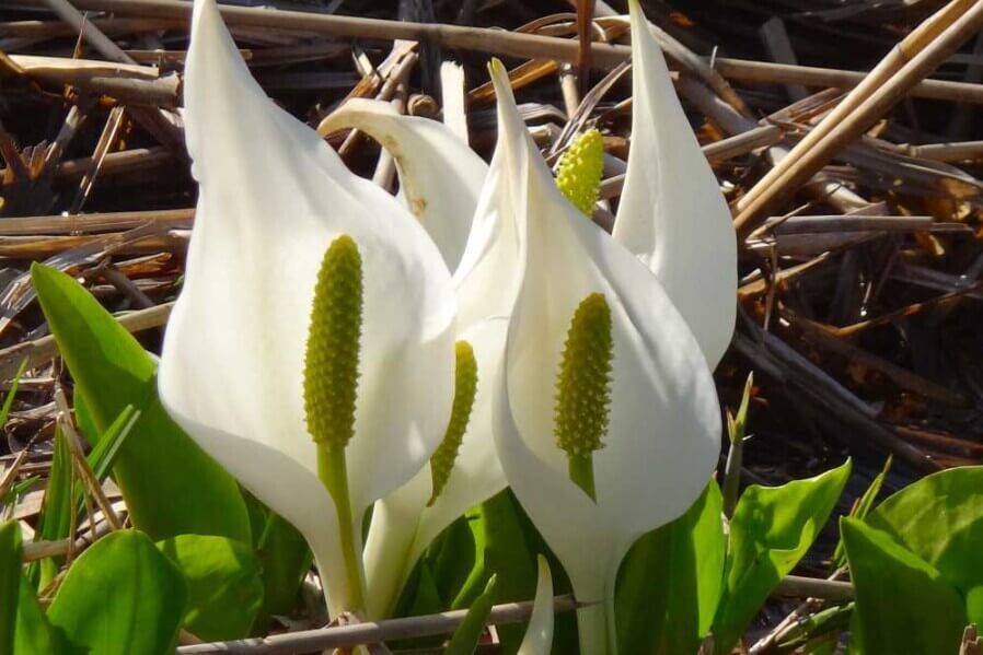 野口水ばしょう公園