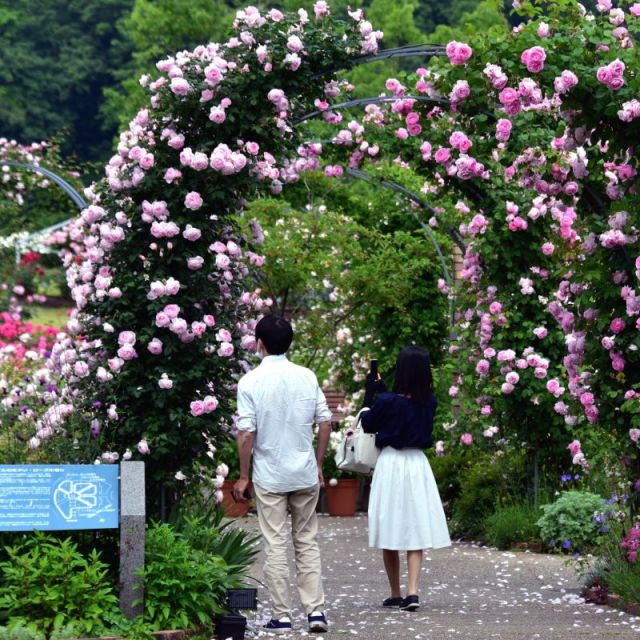 国営越後丘陵公園「香りのばらまつり」