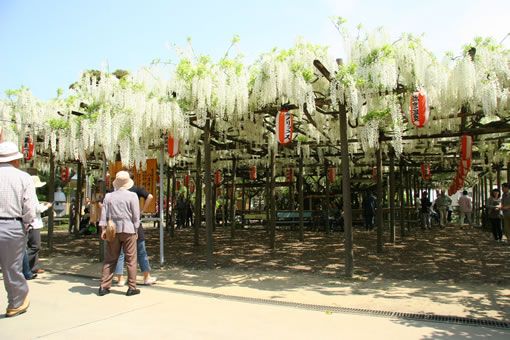 八王寺の大白藤