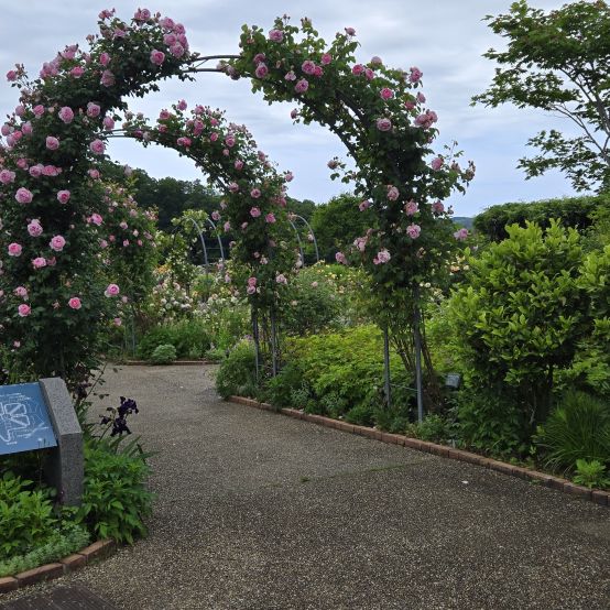 国営越後丘陵公園「香りのばらまつり」