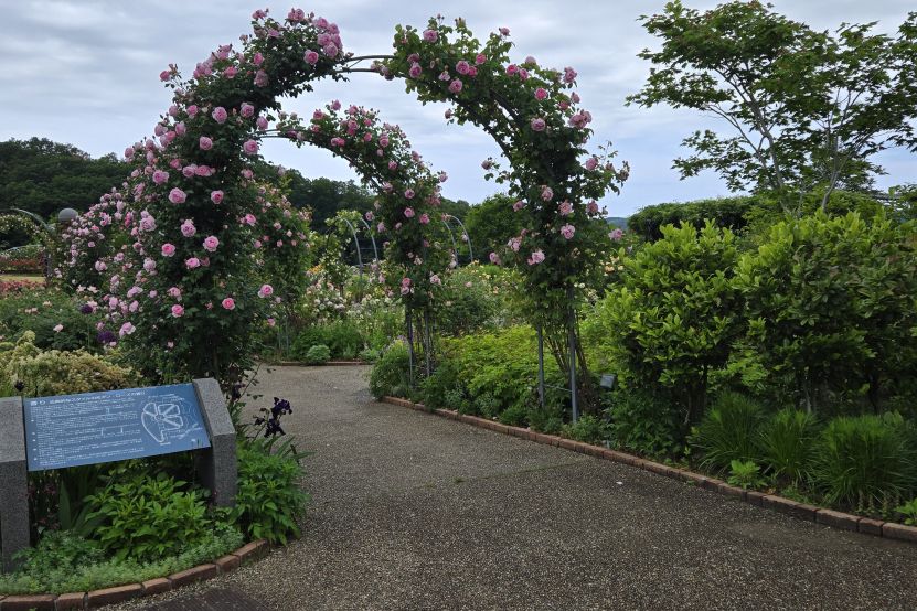 国営越後丘陵公園「香りのばらまつり」