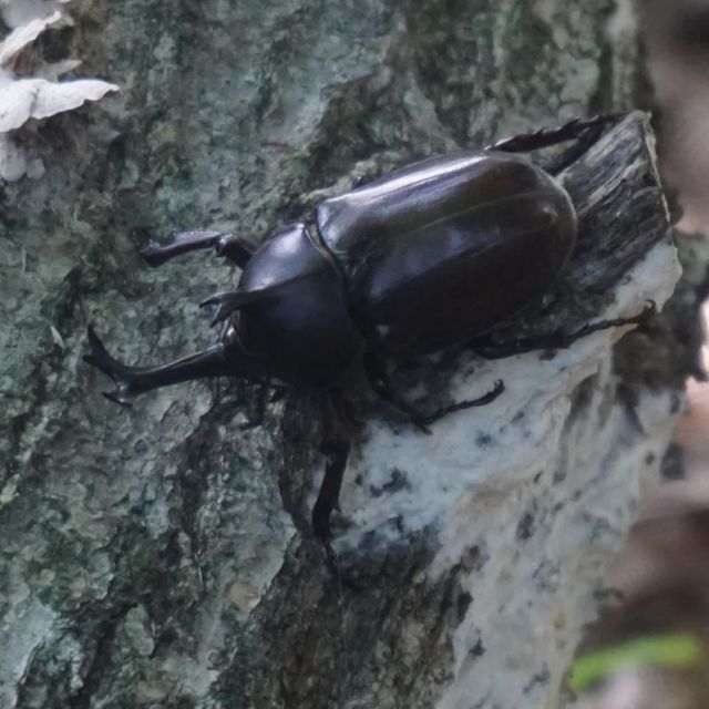 国営越後丘陵公園「親子で学ぼう！カブトムシ・ノコギリクワガタの飼い方講座」