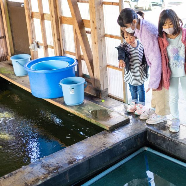 日帰り錦鯉現地研修