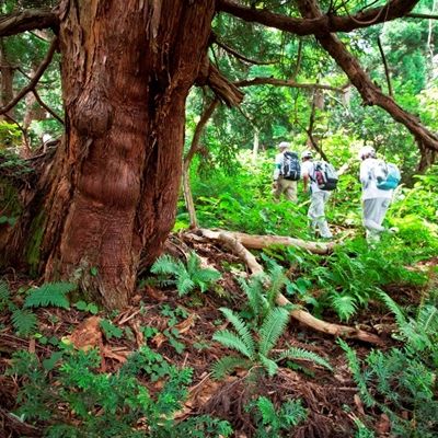 原生林ハイキング～千手杉ルート～両津発