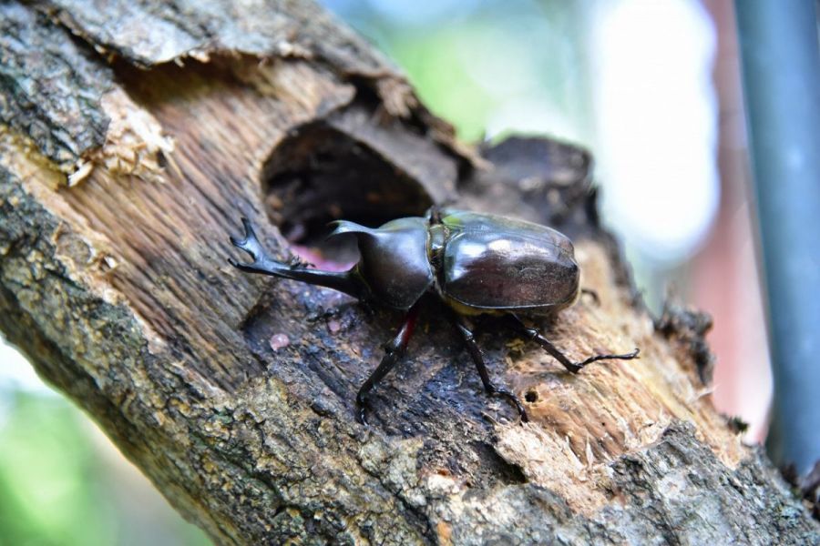 国営越後丘陵公園「カブトムシハウス」