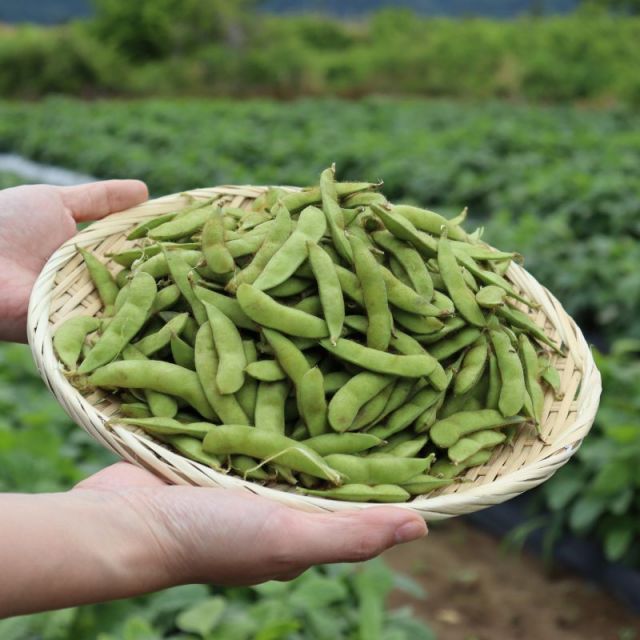 ＜新潟市の魅力発見！がたバスツアー＞ 枝豆収穫体験と秋葉温泉 花水