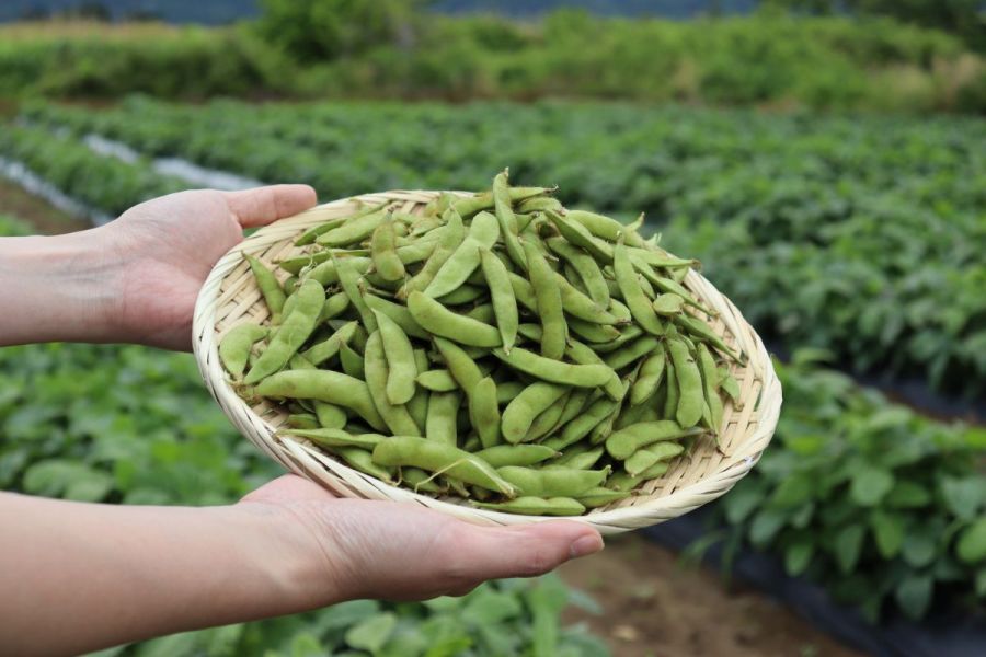 ＜新潟市の魅力発見！がたバスツアー＞ 枝豆収穫体験と秋葉温泉 花水