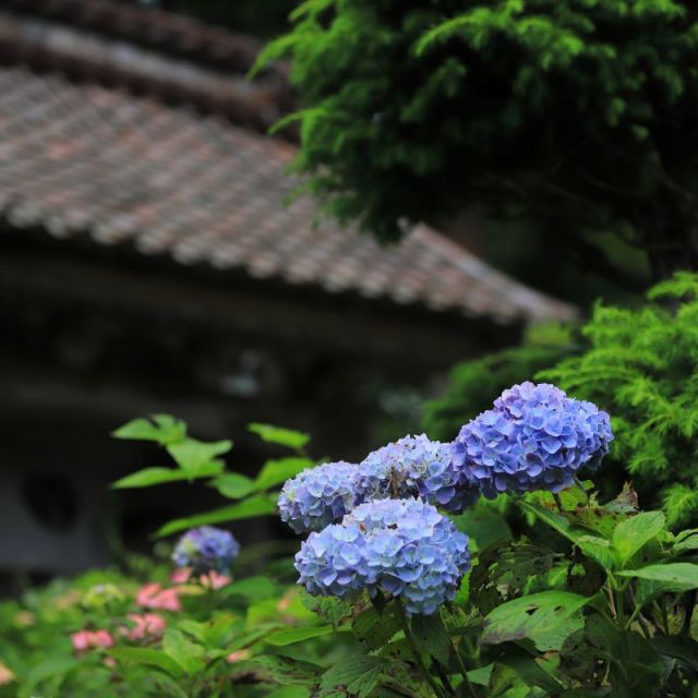 蓮華峰寺のアジサイ