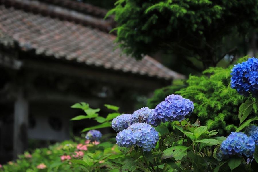 蓮華峰寺のアジサイ