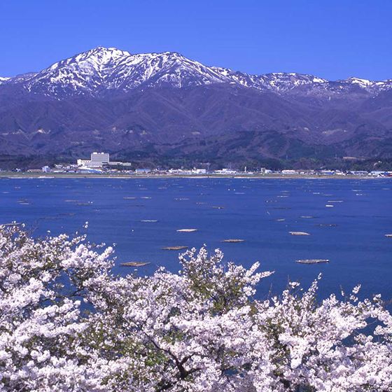 加茂湖の桜