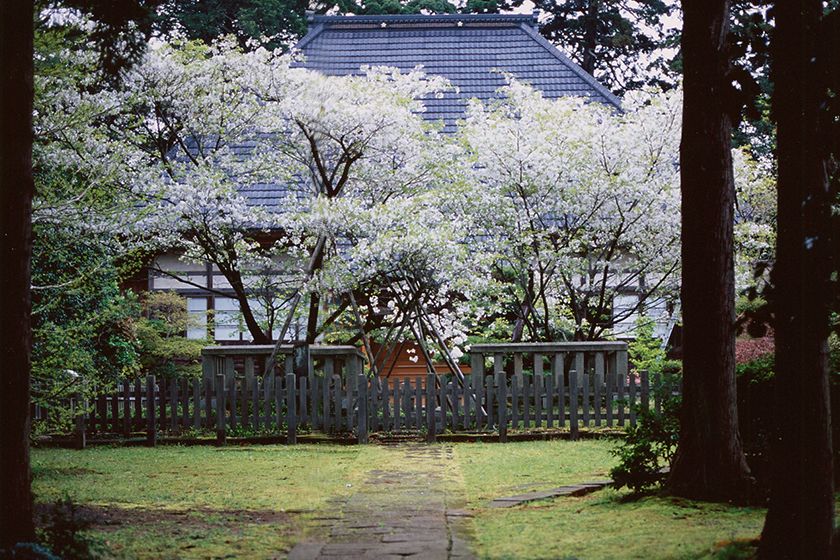 海潮寺の御所桜