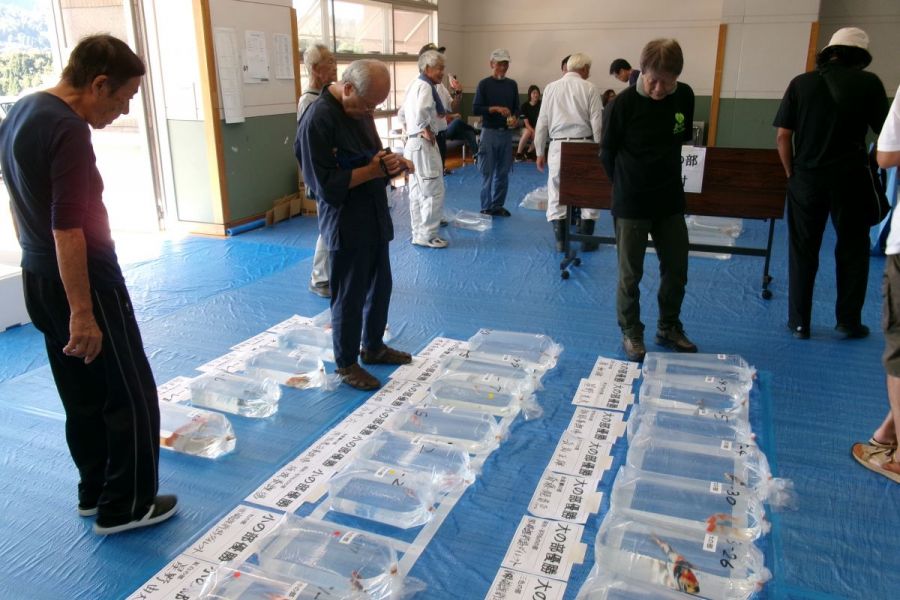 錦鯉イベント