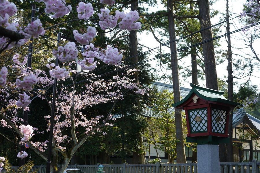 彌彦神社桜苑