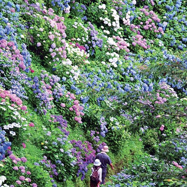 護摩堂山湯田上温泉あじさいまつり