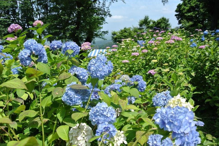 イベント開催中止 護摩堂山湯田上温泉あじさいまつり 新潟のイベント 公式 新潟県のおすすめ観光 旅行情報 にいがた観光ナビ