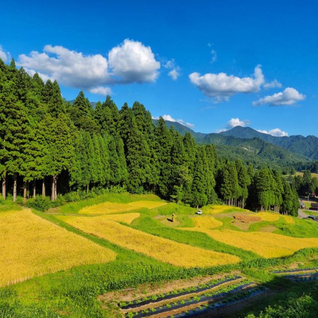 北五百川の棚田