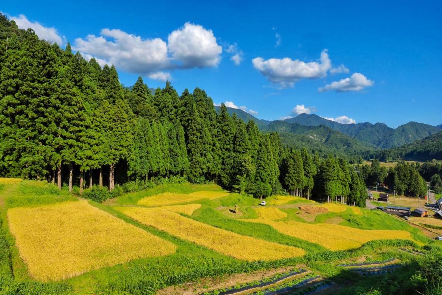 北五百川の棚田