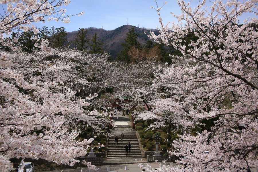 春の弥彦神社。桜が見事に咲き誇ります。