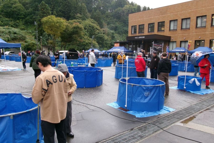 第73回長岡市錦鯉品評会