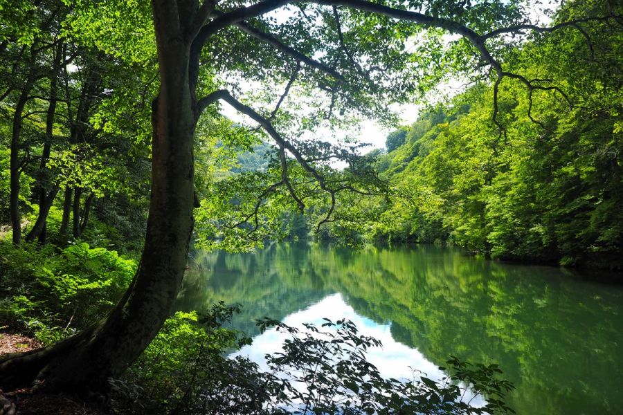 雨生ヶ池（まごいがいけ）