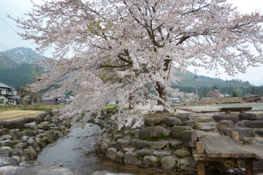 滝谷農村公園桜