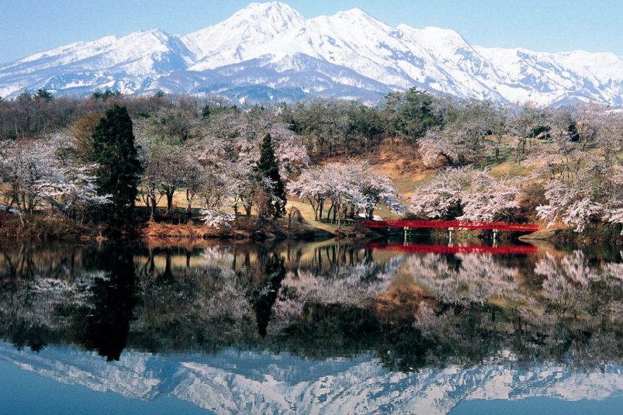 松ヶ峯周辺の桜と妙高山