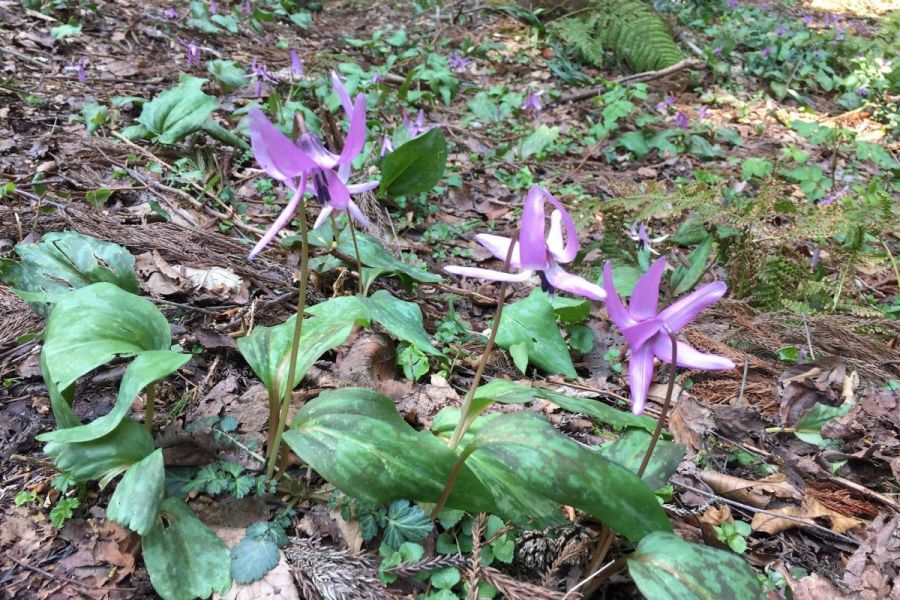 天神山武者溜り_平成31年4月5日現在