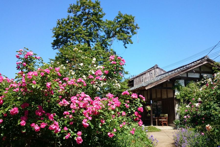 国登録有形文化財 二宮家庭園 静勝園 とバラ園 新潟の体験 公式 新潟県のおすすめ観光 旅行情報 にいがた観光ナビ