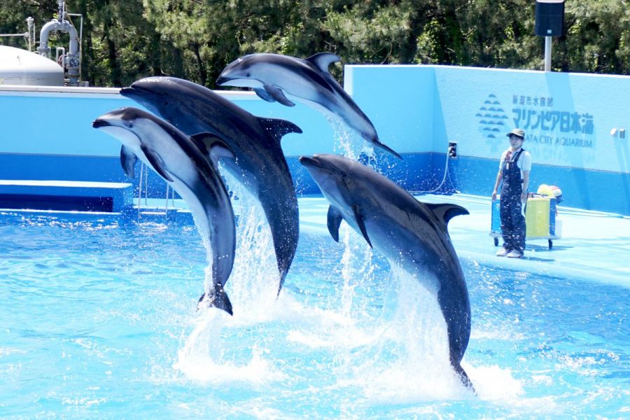 マリンピア日本海 イルカのショータイム 新潟の体験 公式 新潟県のおすすめ観光 旅行情報 にいがた観光ナビ