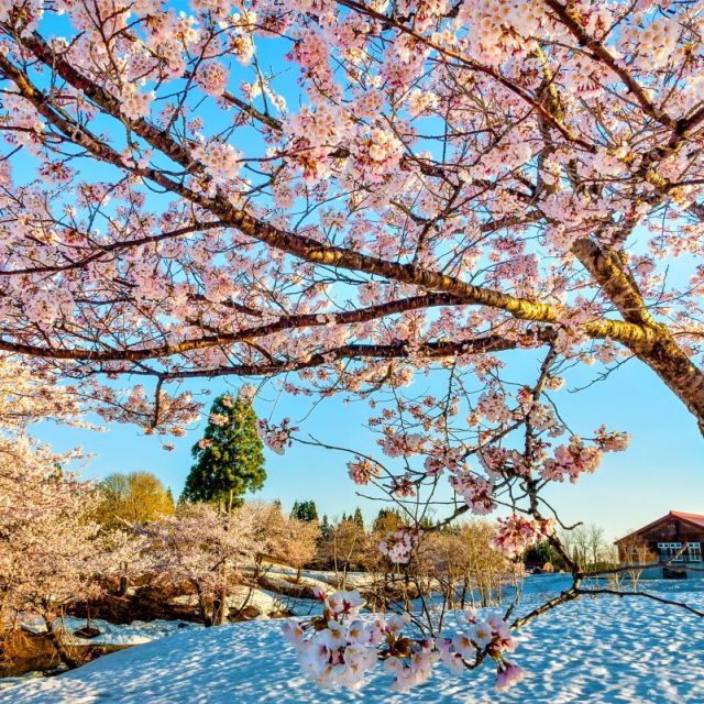 福山峠の雪上桜