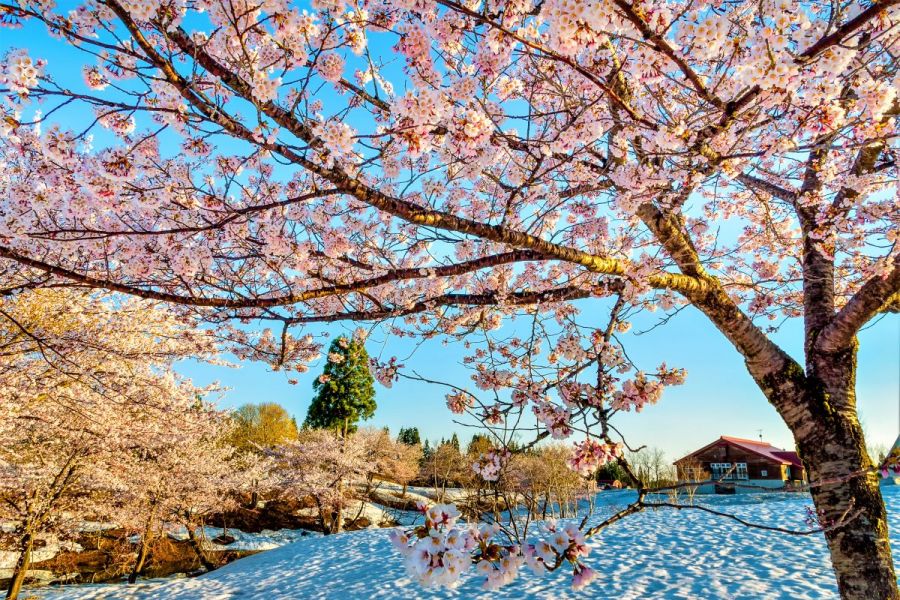 福山峠の雪上桜【2023年度の情報は4月上旬更新予定です。】
