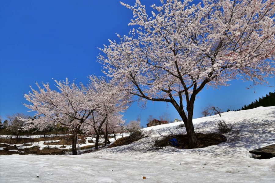 福山新田の雪上桜 21年度の雪上桜は終わりました 新潟の体験 公式 新潟県のおすすめ観光 旅行情報 にいがた観光ナビ