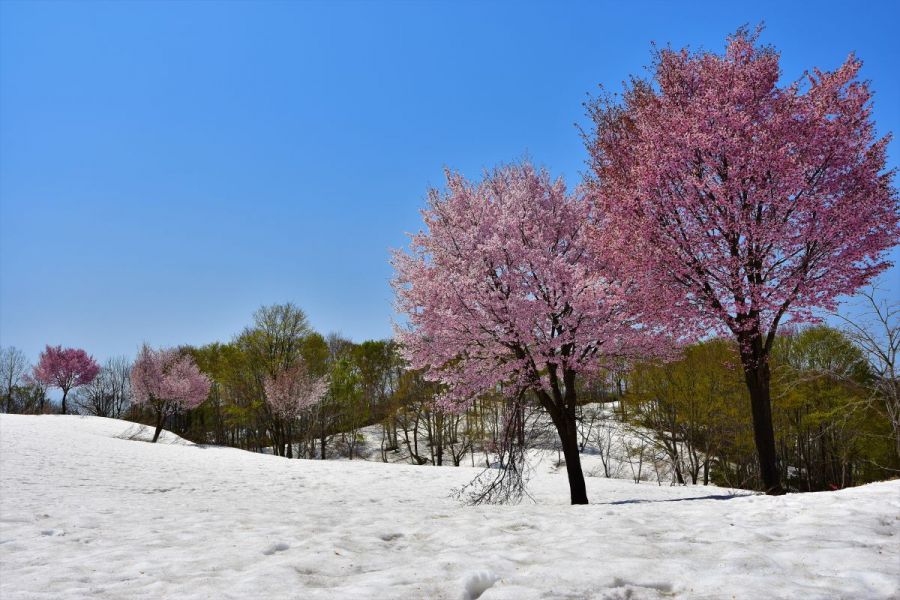 福山新田の雪上桜 新潟の体験 公式 新潟県のおすすめ観光 旅行情報 にいがた観光ナビ