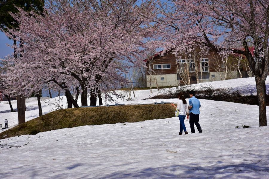 福山新田の雪上桜 21年度の雪上桜は終わりました 新潟の体験 公式 新潟県のおすすめ観光 旅行情報 にいがた観光ナビ