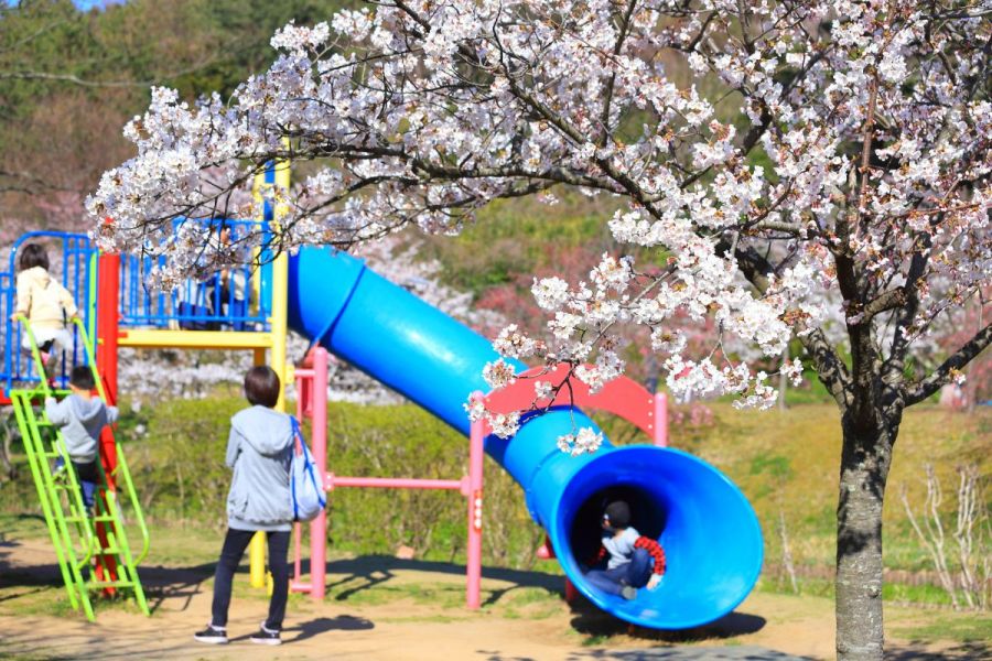 真野公園 新潟の観光スポット 公式 新潟県のおすすめ観光 旅行情報 にいがた観光ナビ